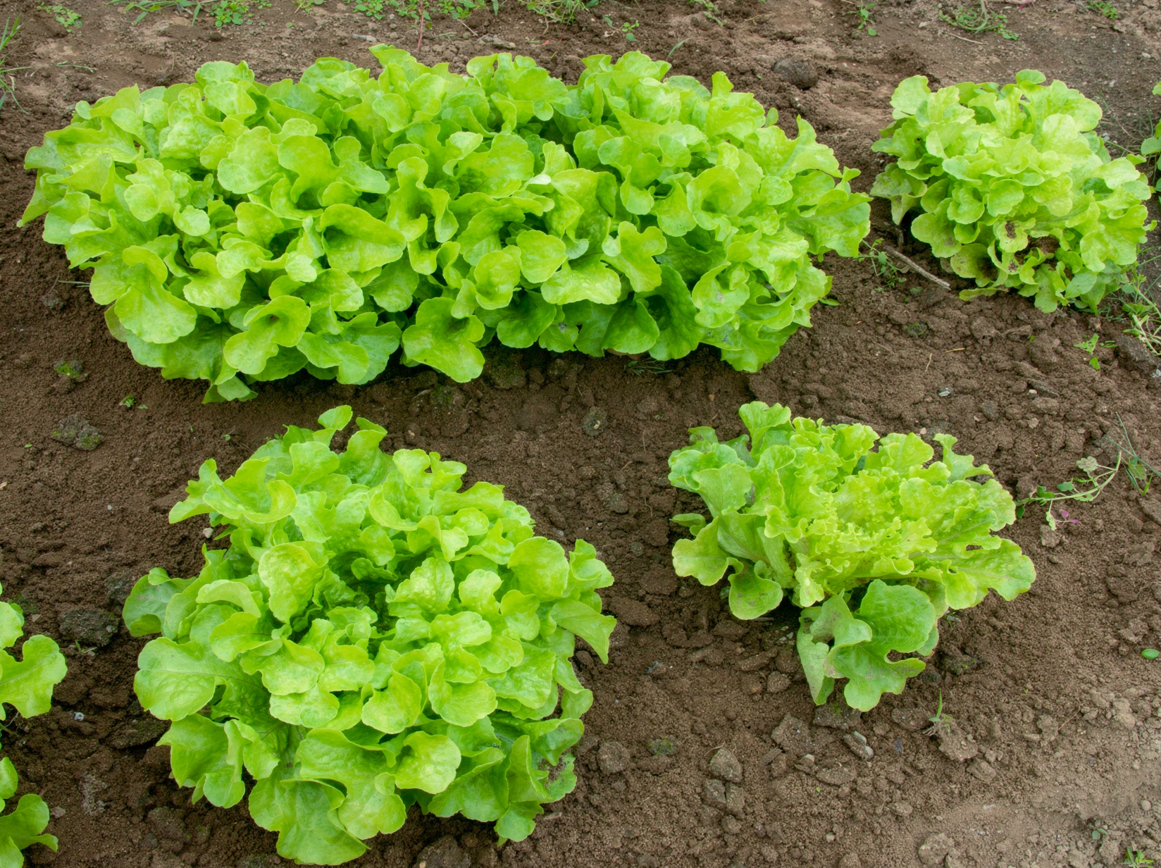 Heads of lettuce in a garden row